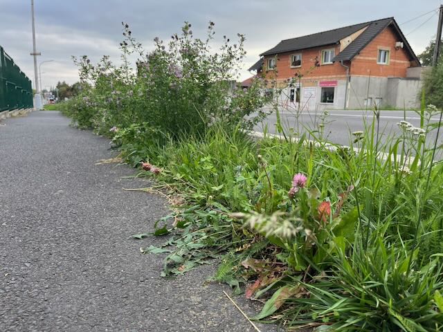 Vojtěška do výše kolen